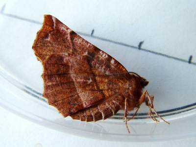 Early Thorn